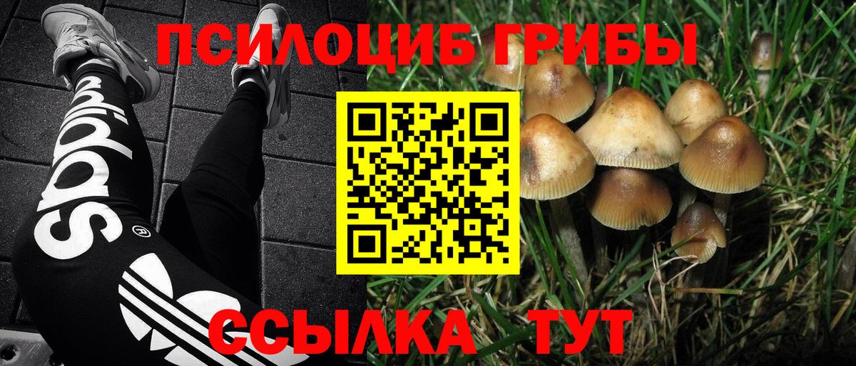 продажа наркотиков  Вход с VPN  Галлюциногенные грибы Psilocybe  Киржач  Псилоцибиновые грибы Psilocybe 